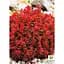 Саженец Agro-Market Барбарис Тунберга Red Jewel P9 (182637) 1 шт. в упаковке - миниатюра 2