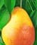 Саженец Agro-Market Груша Десертная (осенние сорта, средний срок созревания) 1 шт. в упаковке (35448) - миниатюра 1
