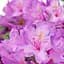 Саженец Agro-Market Рододендрон лиловый Кетевбинский Грандифлорум (Catawbiense Grandiflorum) (45486) - миниатюра 1