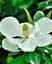 Магнолия Agro-Market Королевская Grandiflora 3-летняя высота 40-50 см из Нидерландов 1 саженец в упаковке - миниатюра 3