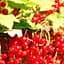 Саженец Agro-Market Смородина красная Ласунья (Lasunya) премиальный устойчив к заболеваниям сорт, ранне-среднего срока созревания) 1 шт. в упаковке (51178) - миниатюра 1