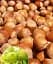 Саженец Agro-Market Фундук Аурея (средний срок созревания, перекрестное опыление, сажать по 2 шт.) 1 шт. в упаковке (101927) - миниатюра 1