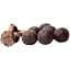 Бойлы Bounty Boiled Bait Boilies Belachan 24mm 0.8kg - миниатюра 1
