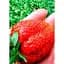 Саджанець Agro-Market Полуниця Гігантелла MAXI 5шт (середньо-пізній термін дозрівання, великоплідний сорт) (37310) - мініатюра 1