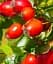 Саджанець Agro-Market Шипшина ягідна безшипна Глобус (полівітамінний, великоплідний, морозостійкий сорт) 1 шт. в упаковці (85978) - мініатюра 1
