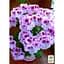 Саженец Agro-Market Пеларгония Королевская Aristo Orchid (контейнер №10 высота 10-20 см) (49115) 1 шт. в упаковке - миниатюра 2
