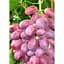 Саджанець Agro-Market Виноград Шахін Ірану (ранній термін дозрівання, грона добре зберігаються і транспортуються) 1 шт. в упаковці (17707) - мініатюра 2