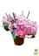 Саджанець Agro-Market LMTD Гортензія крупнолиста квітуча 3-х річна Early Pink (35-40см) (62361) - мініатюра 2
