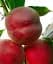 Саженец Agro-Market Персик Вещь Мэй 1 шт. в упаковке (39934) - миниатюра 1