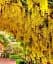 Бобовник Agro-Market Golden Rain C2 анагіролистний висота 80-100 см 1 саджанець в упаковці (177485) - мініатюра 2