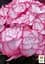 Саджанець Agro-Market Гортензія крупнолиста Miss Saori (серія You & Me) 1 шт. в упаковці (50781) - мініатюра 2