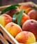 Саженец Agro-Market Персик Инка (летний сорт, поздний срок созревания) 1 шт. в упаковке (39916) - миниатюра 1