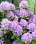 Рододендрон Agro-Market Catawbiense Grandiflorum лиловый 1 саженец в упаковке (45486) - миниатюра 2