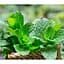 Саджанець Agro-Market М'ята Коріандрова Mentha gracilis (184016) 1 шт. - мініатюра 1