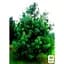 Саженец Agro-Market Сосна Гималайская Griffithii (горшок P9) (48730) - миниатюра 2