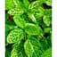 Саджанець Agro-Market Жимолість Aureoreticulata Japonica (Декоративна плетиста) (контейнер Р9) (25322) - мініатюра 2
