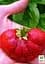 Саджанець Agro-Market Полуниця Богота (Bogota) (пізній термін дозрівання, великоплідний сорт) 5 шт. в пакуванні (44710) - мініатюра 3