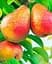 Саженец Agro-Market Груша Ред Фаворитка (летний сорт, ранний срок созревания) (46227) 1 шт. в упаковке - миниатюра 1