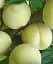 Саджанець Agro-Market Персик білий Айс Піч (великоплідний, дуже смачний сорт) 1 шт. в упаковці (63402) - мініатюра 1