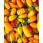 Саженец Agro-Market Годжи желтый Голден Берри (Golden Berry) 1 саженец (71924) - миниатюра 1
