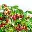 Саджанець Agro-Market Малинове дерево яскраво-рожева Ягідний букет (Berry bouquet) преміальний сорт, дуже солодкий) 1 шт. в пакуванні (48191) - мініатюра 1