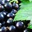 Саджанець Agro-Market Смородина чорна Тібен (Tiben) середньо-пізній термін дозрівання, один з найпопулярніших сортів) 1 шт. в пакуванні (19923) - мініатюра 1