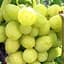 Саджанець Agro-Market Виноград Білий Кришталь (надранній великий мускат) 1 шт. в пакуванні (158229) - мініатюра 1