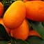 Саджанець Agro-Market Кумкват Реале (саджанець 2 роки) (49507) 1 шт. в упаковці - мініатюра 1