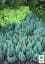 Саженец Agro-Market Можжевельник горизонтальный Блю Форест (Blue Forest) горшок P9, 1 шт. в упаковке (155473) - миниатюра 2