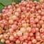 Саженец Agro-Market Смородина розовая Жемчужина 1 шт. в упаковке (38428) - миниатюра 1