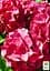 Саженец Agro-Market LMTD Гортензия крупнолистая цветущая 3-х летняя Early Rood (30-40см) (62547) - миниатюра 3
