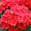 Гортензія Agro-Market Fiery beauty крупнолиста червона 1 саджанець в упаковці (35831) - мініатюра 1