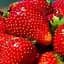 Саженец Agro-Market Клубника Бурбон (ремонтантный сорт) 5 шт. в упаковке (44705) - миниатюра 1