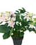 Гортензія Agro-Market Doppio Rosa Hydrangea macrophylla квітуча крупнолистова вазон С15 1 саджанець в упаковці - мініатюра 2