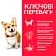 Сухий корм Hill’s SP Adult Small&Mini для дорослих собак малих і мініатюрних порід з куркою 1.5 кг - мініатюра 2