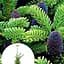 Пихта Корейская Agro-Market 5-и летняя Abies Koreana высота 40-60 см 116270 1 саженец в упаковке - миниатюра 1