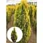 Саженец Agro-Market Туя западная Golden Smaragd (ком/сетка) высота 110-120 см 1 шт. в упаковке (176425) - миниатюра 2