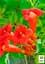 Саженец Agro-Market Кампсис красный Flamenko (49871) - миниатюра 2