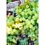 Саженец Agro-Market Виноград кишмиш Осенний крупноплодный 1 шт. в упаковке (47000) - миниатюра 2