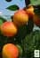 Саджанець Agro-Market Абрикос Бушеран (летний сорт, поздний срок созревания) 1 шт. в упаковці (101856) - мініатюра 2