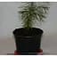 Саджанець Agro-Market Кедр Гімалайський (Cedrus Deodara) (50741) - мініатюра 2