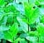 Саджанець Agro-Market М'ята Мандаринова Menta Thahi (62367) (Корневище) 1 шт. в упаковці - мініатюра 1