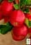 Саджанець Agro-Market Яблуня Розелла (зимовий сорт, пізній термін дозрівання) 1 шт. в упаковці (178101) - мініатюра 2