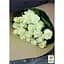 Саженец Agro-Market Роза чайно-гибридная Магади (класс АА+) высший сорт New (45920) 1 шт. - миниатюра 2