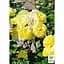 Троянда флорибунда Agro-Market Golden Border саджанець класу АА+ вищий сорт 1 шт. в упаковці (177028) - мініатюра 2
