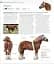 The Horse Encyclopedia (new edition) - мініатюра 3