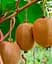 Саджанець Agro-Market Ківі Бруно (один з кращих сортів) (35893) 1 шт. в упаковці - мініатюра 3