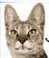 The Cat Encyclopedia - мініатюра 6