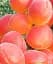 Саджанець Agro-Market Абрикос Фарбелі (літній сорт, пізній термін дозрівання) 1 шт. в упаковці (61916) - мініатюра 1