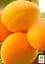 Саженец Agro-Market Абрикос Ледана 1 шт. в упаковке (35791) - миниатюра 3